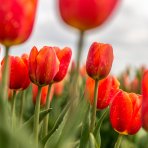 Tulipán (Tulipa gesneriana) Červený - 1 cibuľka v kvetináči, kont. C1L